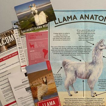 Adopt A Llama Gift Tin, 3 of 4