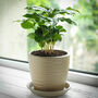 Coffee Bean Plant Easy Grow Kit, thumbnail 2 of 2