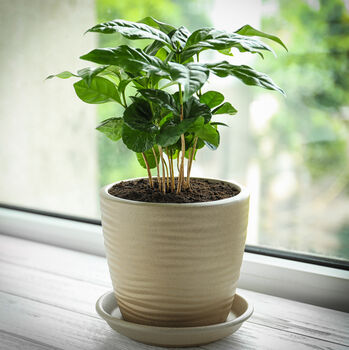 Coffee Bean Plant Easy Grow Kit, 2 of 2