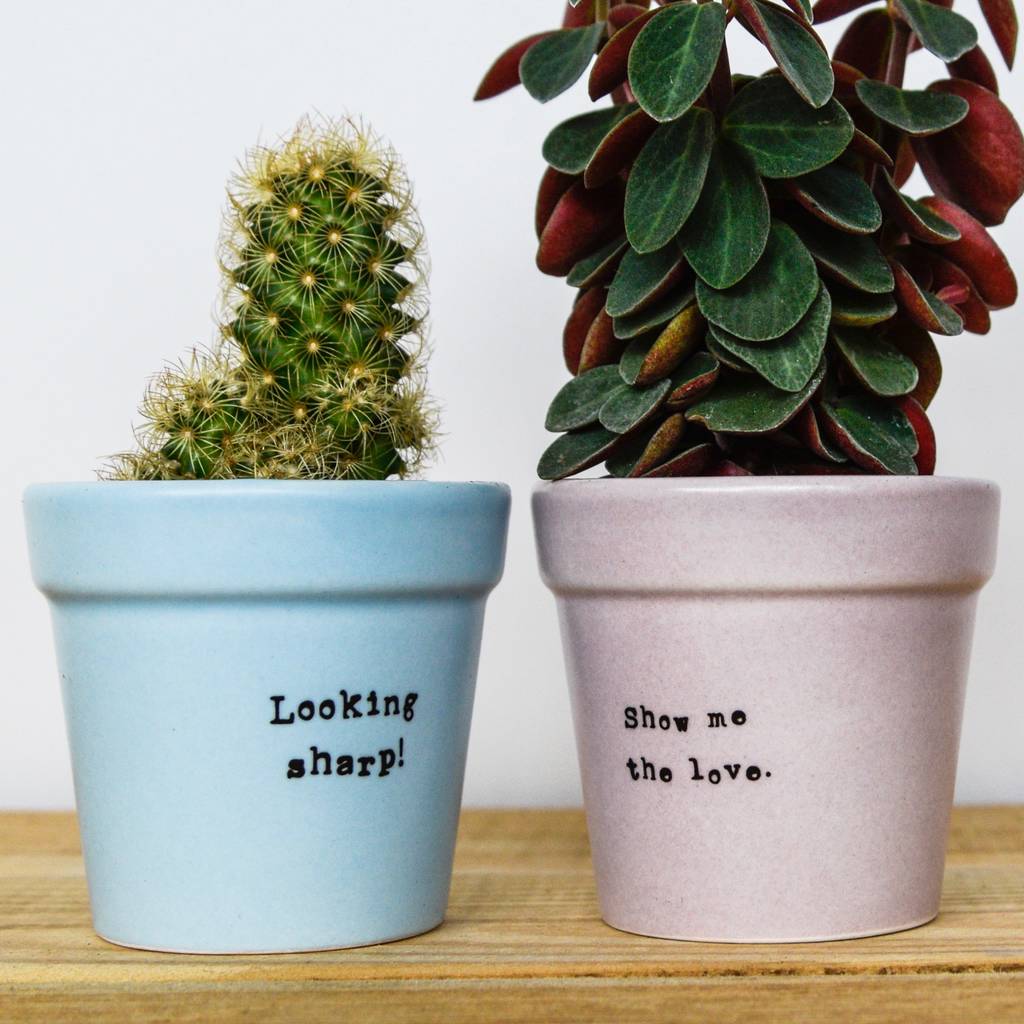 Set Of Four Cacti Planter Quote Plant Pots By Blackdown Lifestyle