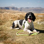 Neon Reflective Dog Collar And Rope Lead Set, thumbnail 3 of 8