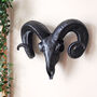 Decorative Black Ram Skull Wall Head, thumbnail 1 of 4