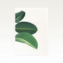 Rubber Fig Leaves Ii Photographic Plant Print, thumbnail 2 of 2