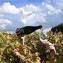 The Great British Vineyard Expedition For Two, Kent, thumbnail 1 of 12