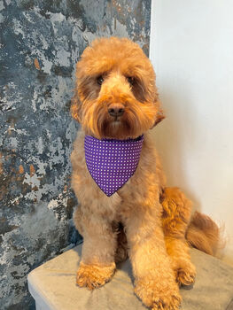 Classic Polka Dot Dog Bandana In Red, Green Or Purple, 10 of 12