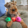 Terrier Dog Balls, thumbnail 1 of 4