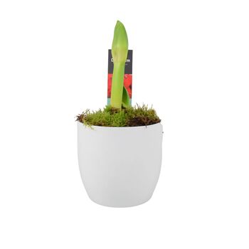 Festive Red Amaryllis Bulb In 12cm Pot For Christmas, 2 of 6