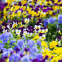 Flowers Viola Mixed Sorbet Select Xp Six X Plant Pack, thumbnail 4 of 5