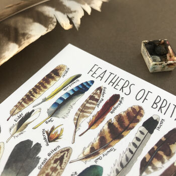 Feathers Of Britain Illustrated Postcard, 4 of 9