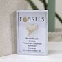 Shark Tooth Fossil Otodus, thumbnail 5 of 12
