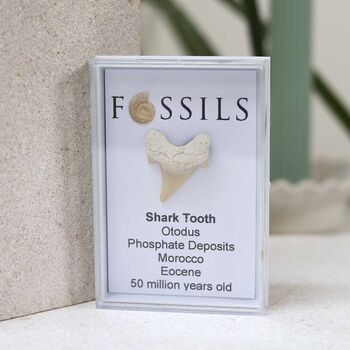 Shark Tooth Fossil Otodus, 5 of 12