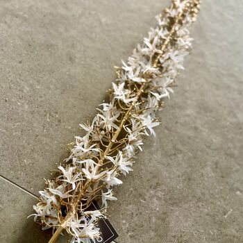 White And Gold Eremurus Spray, 3 of 6