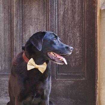 'I've Misplaced My Humans' Dog ID Tag, 8 of 12