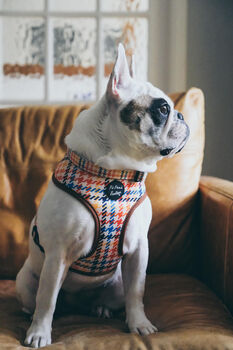 Lionheart Houndstooth Dog Harness, 3 of 6