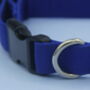 Bright Blue Dog Collar, thumbnail 4 of 12