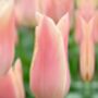 Tulip 'Sanne' – 15 Premium Scented Tulip Bulbs, thumbnail 2 of 3