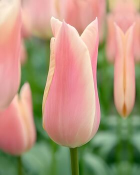 Tulip 'Sanne' – 15 Premium Scented Tulip Bulbs, 2 of 3