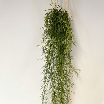 Hoya Linearis 60, 80cm Long Wax Plant Porcelain Flower, 3 of 3