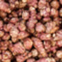 Artichoke 'Jerusalem' Bare Rooted Plant, thumbnail 2 of 6
