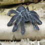 Set Of Three Cast Iron Tarantulas, thumbnail 4 of 7