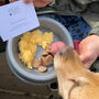 Dates With My Dog, thumbnail 5 of 9