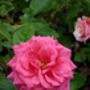 Rose Fabulous At 80 80th Birthday Rose, thumbnail 2 of 2