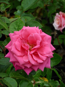 Rose Fabulous At 80 80th Birthday Rose, 2 of 2