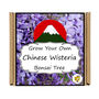 Grow Your Own Wisteria Bonsai Tree Growing Kit, thumbnail 5 of 5