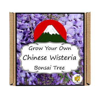 Grow Your Own Wisteria Bonsai Tree Growing Kit, 5 of 5