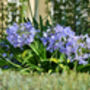 Grow Your Own Mediterranean Garden Paradise Gift Set, thumbnail 3 of 8