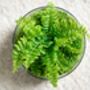 Terrarium Kit With Fern For Beginners | 'Galway', thumbnail 2 of 9