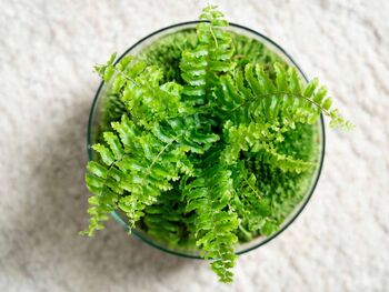 Terrarium Kit With Fern For Beginners | 'Galway', 2 of 9