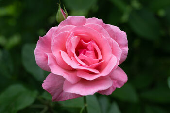 Floribunda Rose 'Queen Elizabeth' Plant In 5 L Pot, 5 of 6