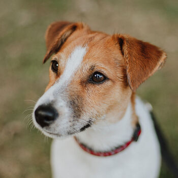 Personalised Jack Russell Dog Mum Mother's Day Card, 3 of 5