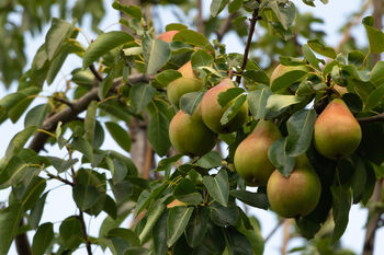 Pear Fruit Trees Three X 10 L Pots, 8 of 8