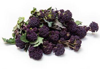 Broccoli Cardinal Nine X Plug Plant Pack, 5 of 5