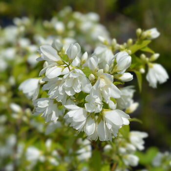 Philadelphus 'Virginal', One X Plant In A Two Litre Pot, 2 of 3