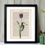 Tulip, Vintage Collection Print, thumbnail 1 of 4