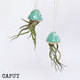 Jellyfish Air Plants, thumbnail 7 of 10