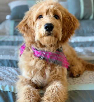 Frayed Buffalo Pink Plaid Bandana Scamps, 3 of 4