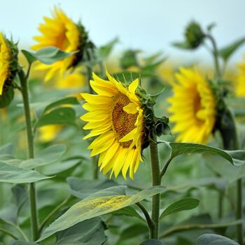 Sunflower Sunrich Orange, Full Plants In 9cm Pots, 2 of 5