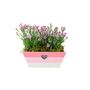 Dianthus Pink Kisses In Pink And White Wooden Trough, thumbnail 3 of 3