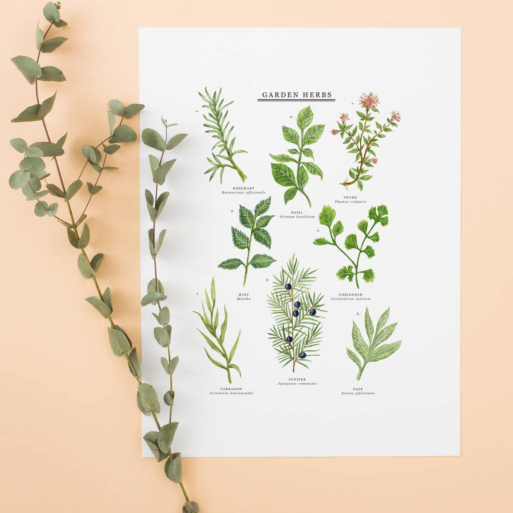 Garden Herbs Illustrated Giclée Print By Little Paisley Designs ...