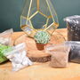 Gold Geometric Terrarium Kit With Succulent Or Cactus, thumbnail 4 of 12