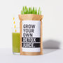 Grow Your Own Wheatgrass Detox Juice, thumbnail 1 of 3
