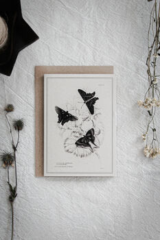 Set Of Four Butterfly Cards – Vintage Illustration Mix, 8 of 12