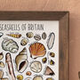 Seashells Of Britain Wildlife Watercolour Print, thumbnail 5 of 7
