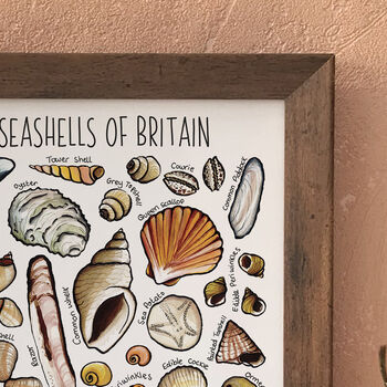 Seashells Of Britain Wildlife Watercolour Print, 5 of 7