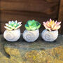 Faux Succulent In Handmade Ammonite Shell Pots, thumbnail 2 of 9