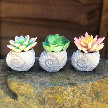 Faux Succulent In Handmade Ammonite Shell Pots, 2 of 9